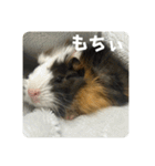 6もるもる（個別スタンプ：38）
