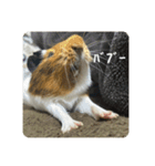 6もるもる（個別スタンプ：39）