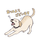 大型犬たち（個別スタンプ：3）