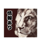 日常に使えるリアル動物（返答、挨拶）（個別スタンプ：22）