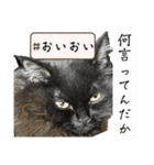 黒猫 ルナ院長163にゃんめ（個別スタンプ：4）