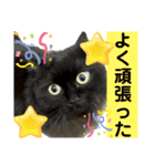 黒猫 ルナ院長163にゃんめ（個別スタンプ：8）