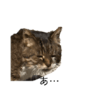 表現が豊かな猫1（個別スタンプ：3）