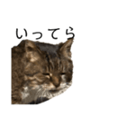 表現が豊かな猫1（個別スタンプ：8）