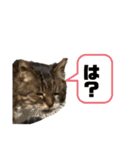 表現が豊かな猫1（個別スタンプ：11）