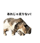 表現が豊かな猫1（個別スタンプ：12）