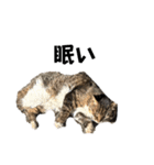 表現が豊かな猫1（個別スタンプ：13）