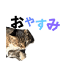 表現が豊かな猫1（個別スタンプ：14）