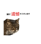 表現が豊かな猫1（個別スタンプ：15）