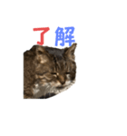 表現が豊かな猫1（個別スタンプ：18）