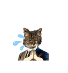 表現が豊かな猫1（個別スタンプ：22）