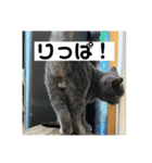 ぬん蔵2（個別スタンプ：11）