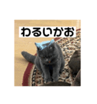 ぬん蔵2（個別スタンプ：12）