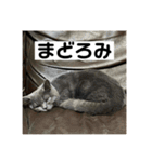 ぬん蔵2（個別スタンプ：15）