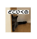 ぬん蔵2（個別スタンプ：20）