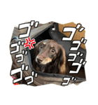 犬のういスタンプ（個別スタンプ：8）