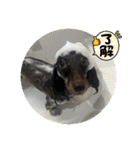 犬のういスタンプ（個別スタンプ：19）