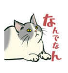 【関西弁】猫♡えぶりでい！伝われ！やで（個別スタンプ：22）