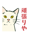 【関西弁】猫♡えぶりでい！伝われ！やで（個別スタンプ：23）