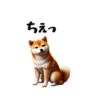 拗ねた柴犬（個別スタンプ：20）