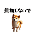 拗ねた柴犬（個別スタンプ：21）