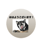 黒柴琥珀の日常スタンプ（個別スタンプ：15）