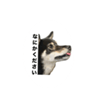 黒柴琥珀の日常スタンプ（個別スタンプ：17）