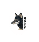 黒柴琥珀の日常スタンプ（個別スタンプ：18）