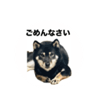 黒柴琥珀の日常スタンプ（個別スタンプ：19）