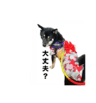 黒柴琥珀の日常スタンプ（個別スタンプ：20）