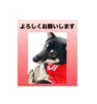 黒柴琥珀の日常スタンプ（個別スタンプ：22）