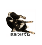 黒柴琥珀の日常スタンプ（個別スタンプ：24）