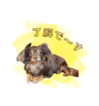 めろとにこ（個別スタンプ：16）