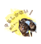 めろとにこ（個別スタンプ：36）