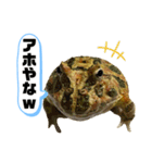 毒舌のツノガエル（個別スタンプ：10）