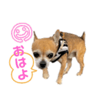 かわいいチワワ2025（個別スタンプ：4）