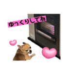 かわいいチワワ2025（個別スタンプ：17）