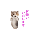 踊る！ダンス猫（敬語）（個別スタンプ：14）