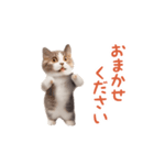 踊る！ダンス猫（敬語）（個別スタンプ：16）