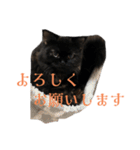 クロエさんのスタンプ（個別スタンプ：6）