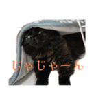 クロエさんのスタンプ（個別スタンプ：21）