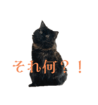 クロエさんのスタンプ（個別スタンプ：24）
