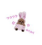 ワンにゃんだニャン（個別スタンプ：13）