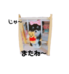ワンにゃんだニャン（個別スタンプ：14）