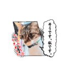 入試の動く読み聞かせさんと猫スタンプ2（個別スタンプ：7）