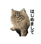 腹ペコ猫のはる（個別スタンプ：1）