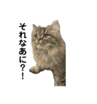 腹ペコ猫のはる（個別スタンプ：2）