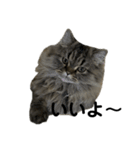 腹ペコ猫のはる（個別スタンプ：3）