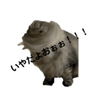 腹ペコ猫のはる（個別スタンプ：4）