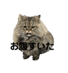 腹ペコ猫のはる（個別スタンプ：5）